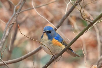 Red-flanked Bluetail 町田市 Sat, 1/15/2022