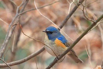 Red-flanked Bluetail 町田市 Sat, 1/15/2022