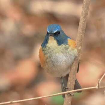 Red-flanked Bluetail 町田市 Sat, 1/15/2022