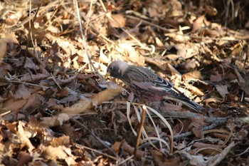 ハギマシコ 筑波山 2017年1月10日(火)