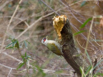 2022年1月17日(月) 東京都立桜ヶ丘公園(聖蹟桜ヶ丘)の野鳥観察記録