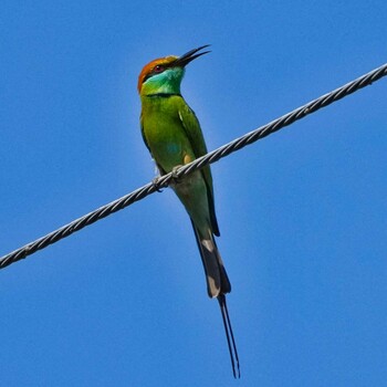 Asian Green Bee-eater Khao Sam Roi Yot National Park Wed, 1/12/2022