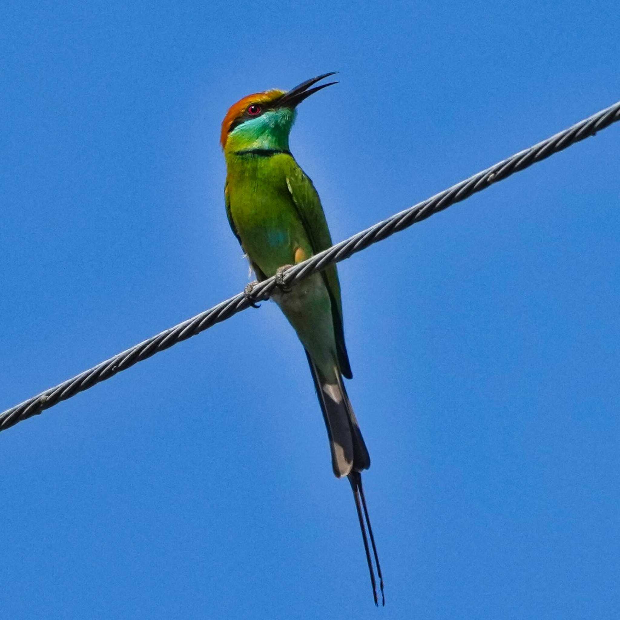 Khao Sam Roi Yot National Park ミドリハチクイの写真 by span265