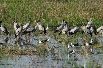 スキハシコウ Khao Sam Roi Yot National Park 2022年1月12日(水)