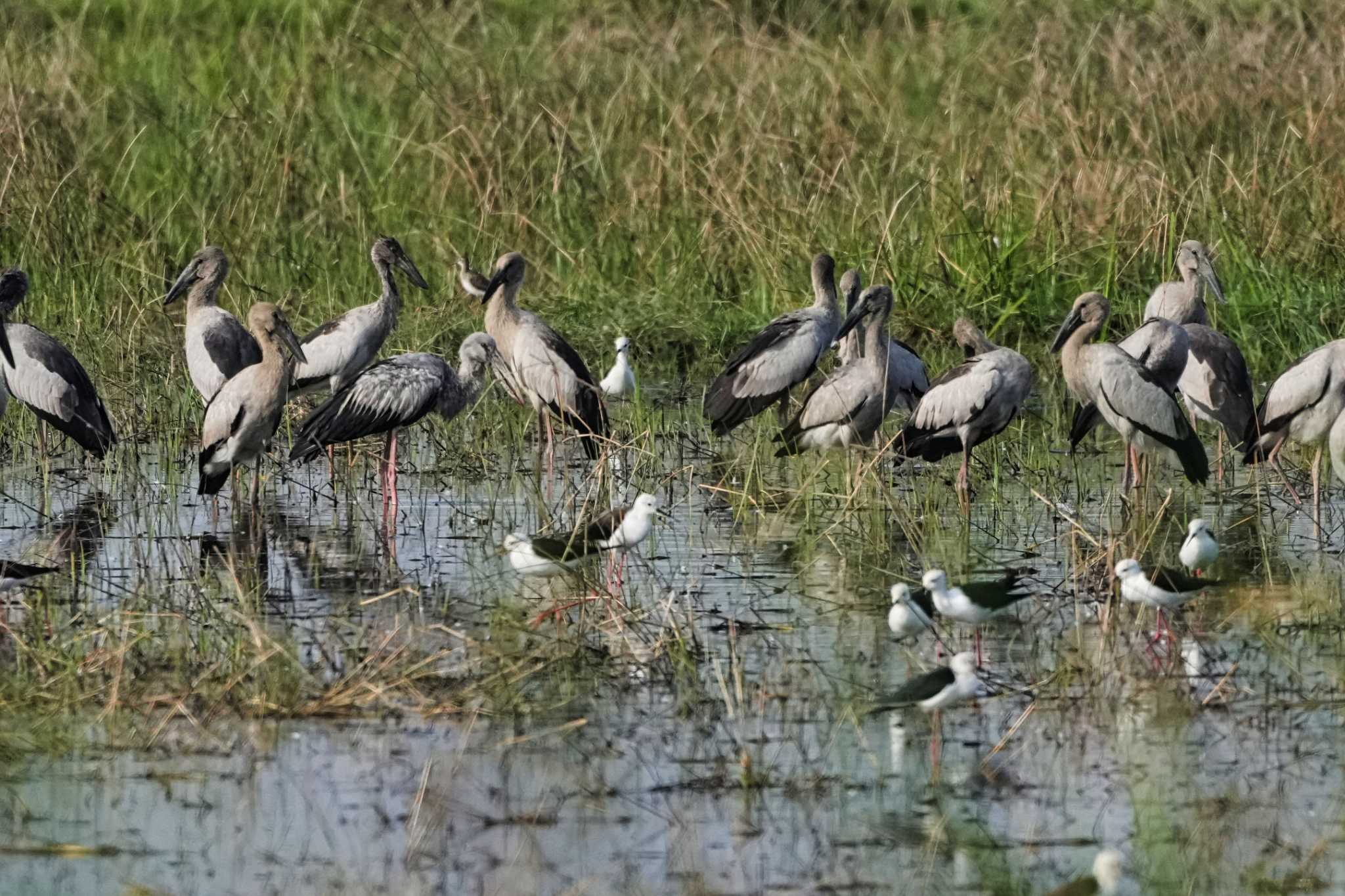 Khao Sam Roi Yot National Park スキハシコウの写真 by span265