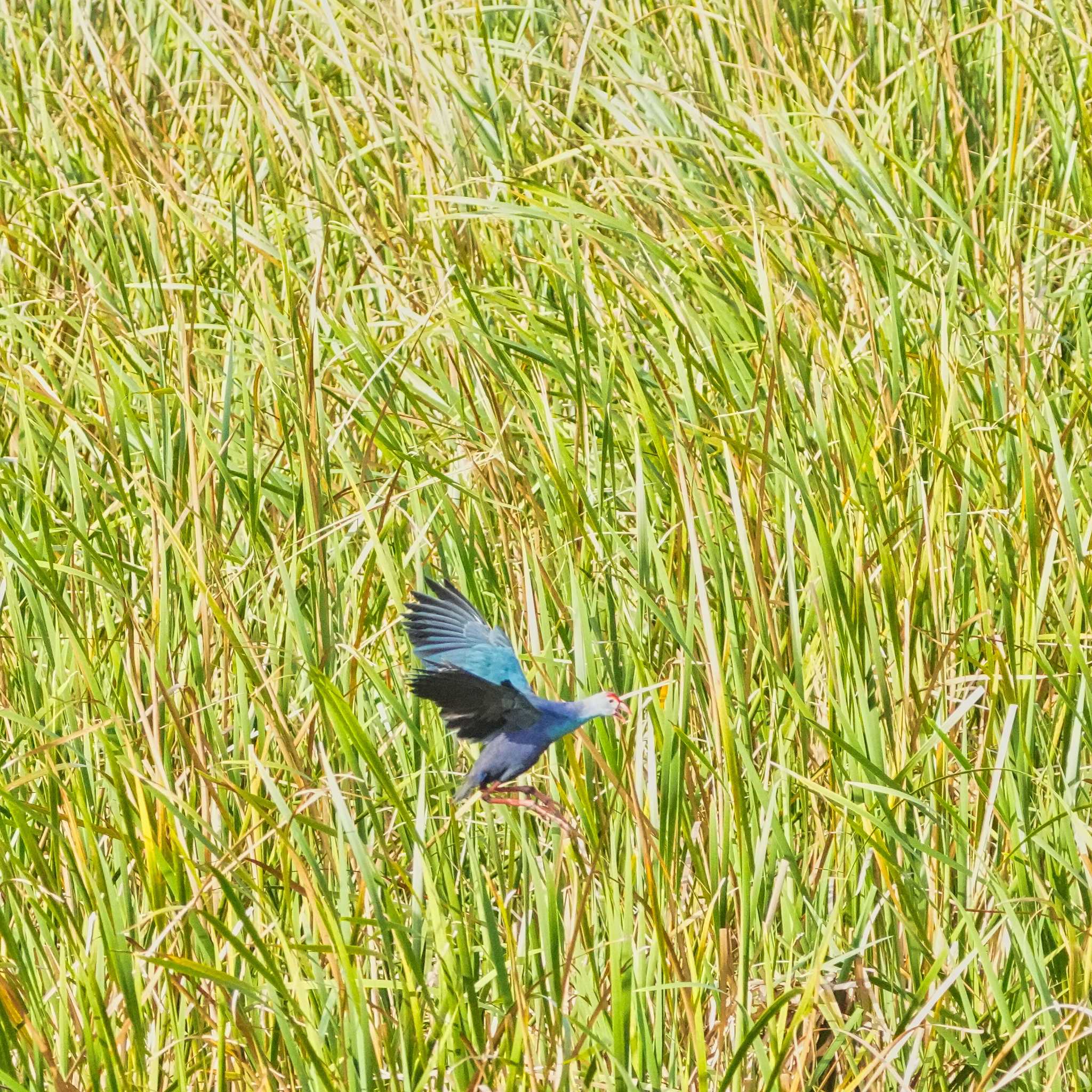 Grey-headed Swamphen