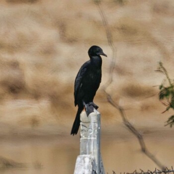 Little Cormorant Khao Sam Roi Yot National Park Wed, 1/12/2022