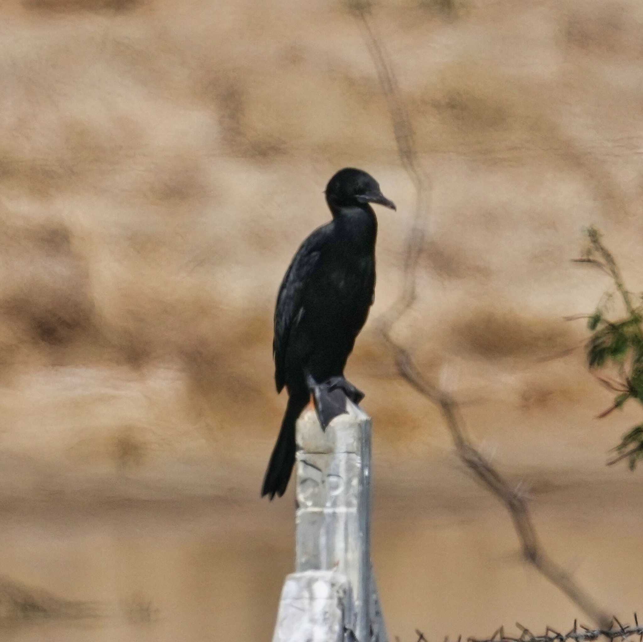 Little Cormorant