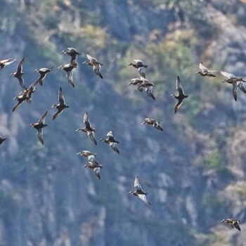 Garganey Khao Sam Roi Yot National Park Wed, 1/12/2022