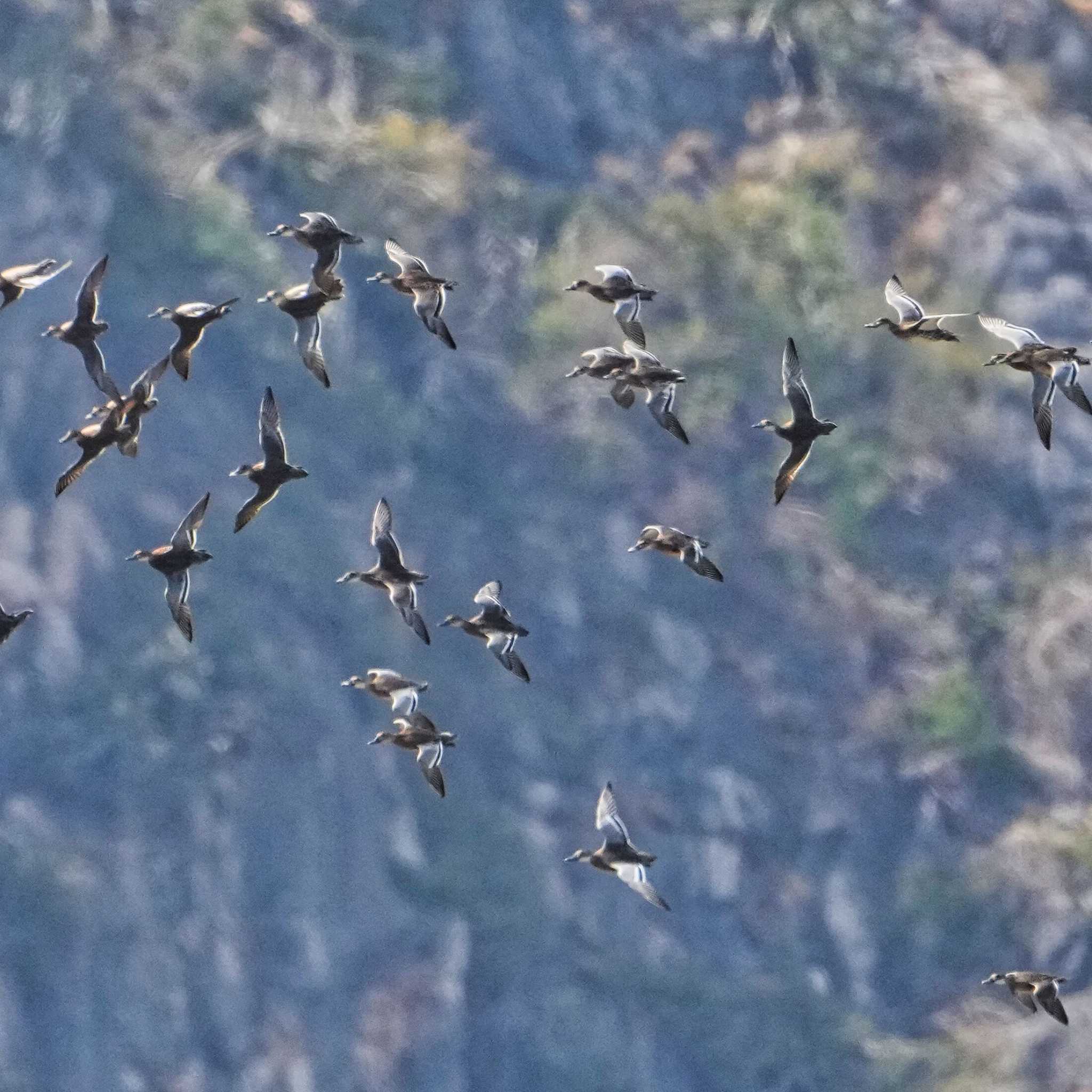 Garganey