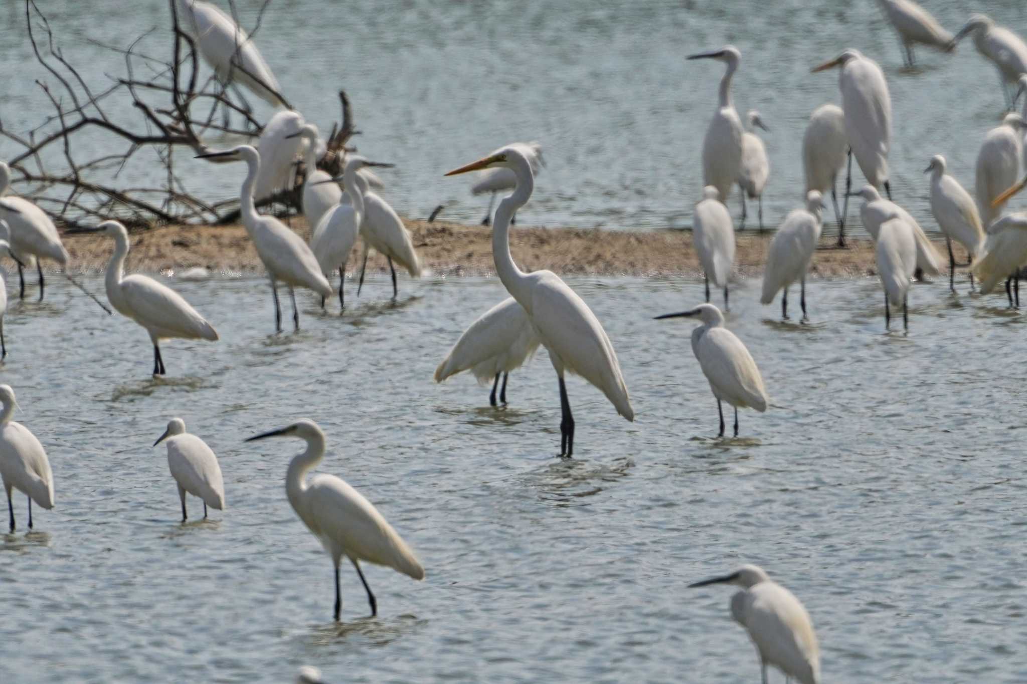 Great Egret