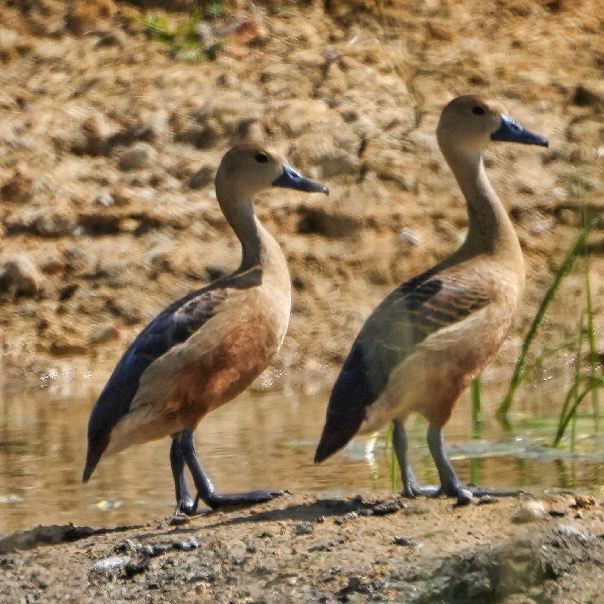 Lesser Whistling Duck