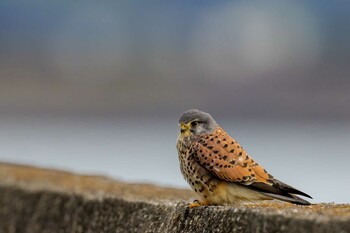 Common Kestrel 山口県立きらら浜自然観察公園 Wed, 1/5/2022