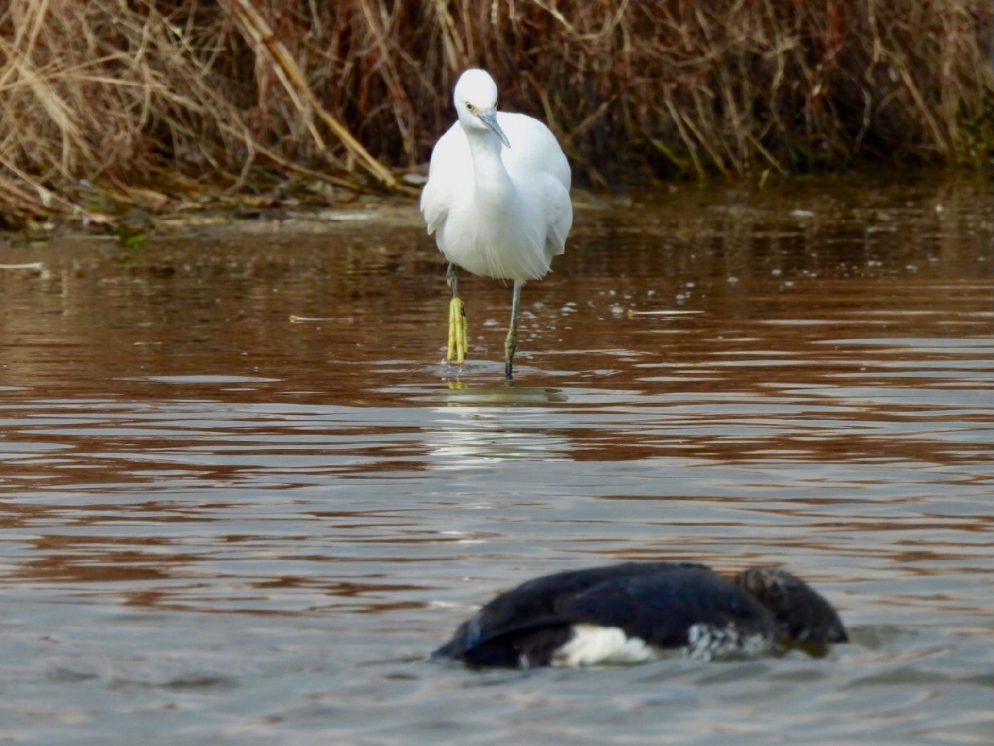 Little Egret