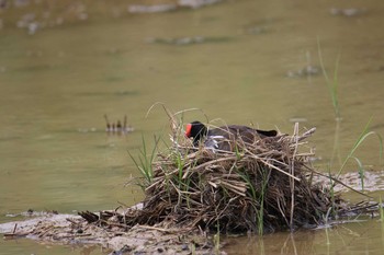 Common Moorhen Ishigaki Island Tue, 7/18/2017