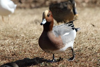 Eurasian Wigeon 川越水上公園 Wed, 1/18/2017