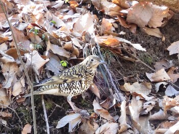 White's Thrush Komiya Park Tue, 1/18/2022