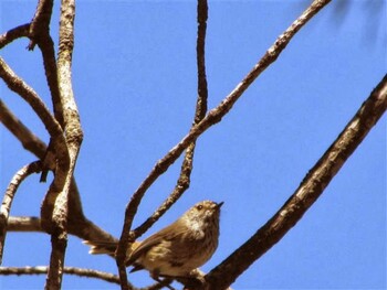 Inland Thornbill