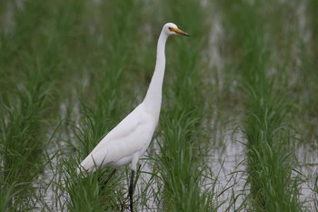 チュウサギ 大久保農耕地 2017年5月27日(土)