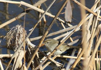 ウグイス 北本自然観察公園 2022年1月16日(日)