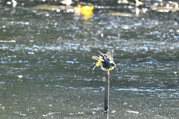 2022年1月16日(日) 明治神宮の野鳥観察記録