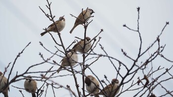 Eurasian Tree Sparrow 大沼親水公園 Mon, 1/10/2022