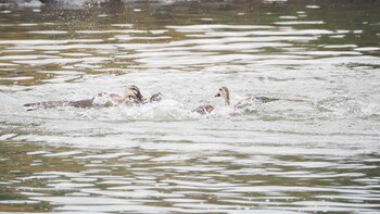 カルガモ 大沼親水公園 2022年1月10日(月)