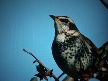 ツグミ 馬見丘陵公園 2022年1月16日(日)