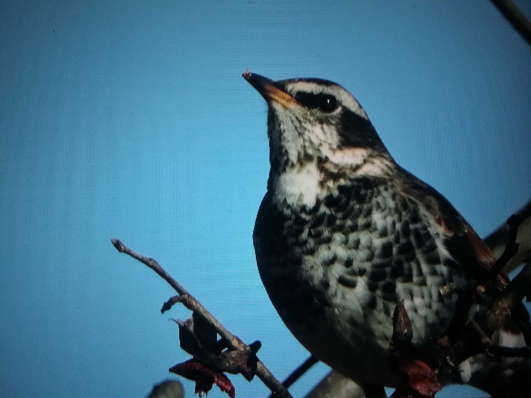 Dusky Thrush