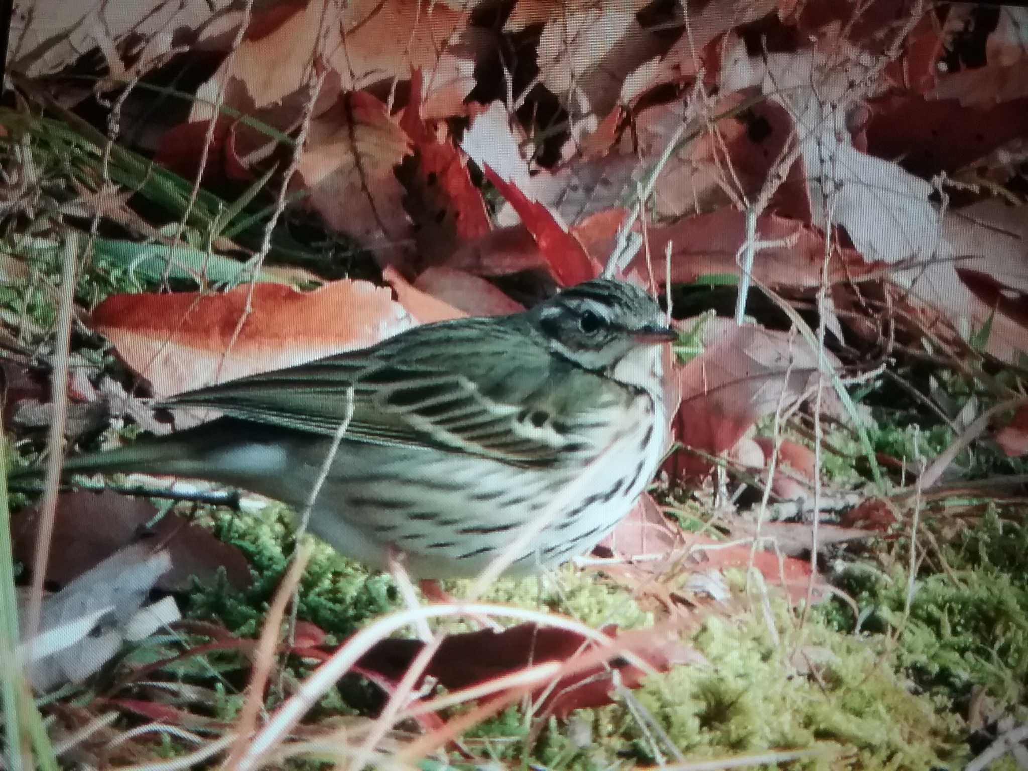 Olive-backed Pipit