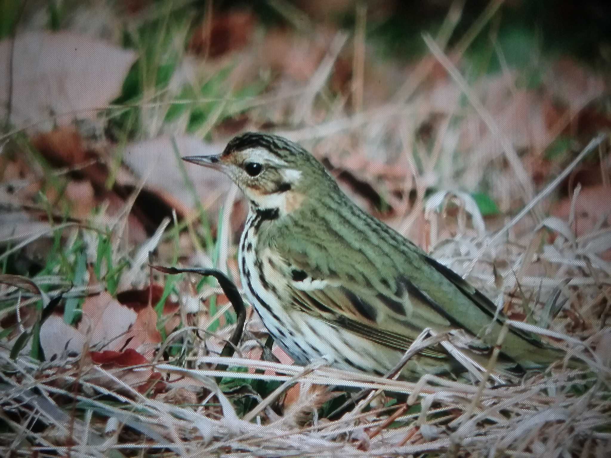 Olive-backed Pipit