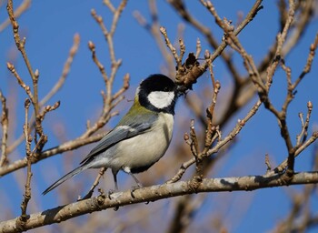 シジュウカラ 小山ダム 2022年1月18日(火)