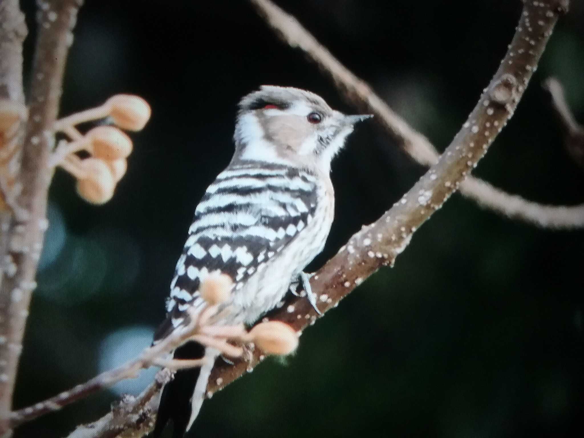 Japanese Pygmy Woodpecker