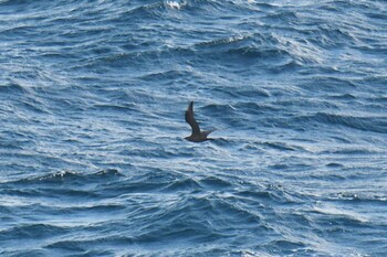 Parasitic Jaeger 八戸-苫小牧航路 Sat, 10/23/2021