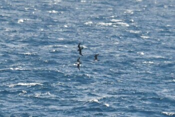 Parasitic Jaeger 八戸-苫小牧航路 Sat, 10/23/2021