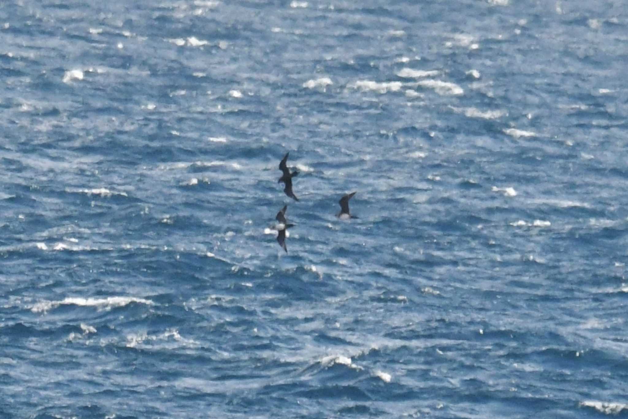 Photo of Parasitic Jaeger at 八戸-苫小牧航路 by あひる