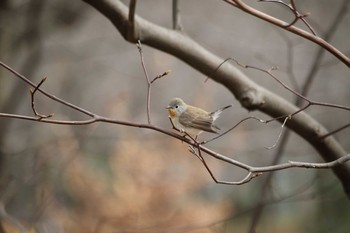 ニシオジロビタキ 武蔵野公園 2017年1月14日(土)