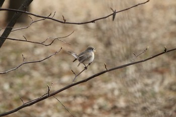 ニシオジロビタキ 武蔵野公園 2017年1月14日(土)