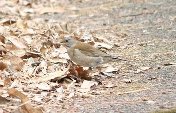 シロハラ 秋ヶ瀬公園 2017年2月27日(月)