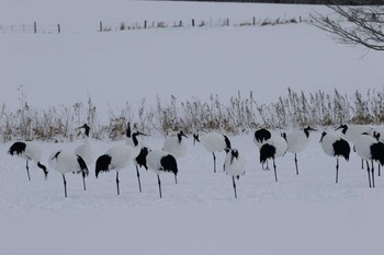 タンチョウ 釧路市　湿地 2016年12月29日(木)