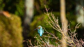 2022年1月18日(火) びわこ文化公園の野鳥観察記録