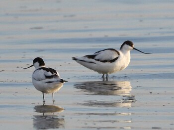 Pied Avocet Unknown Spots Sun, 1/9/2022