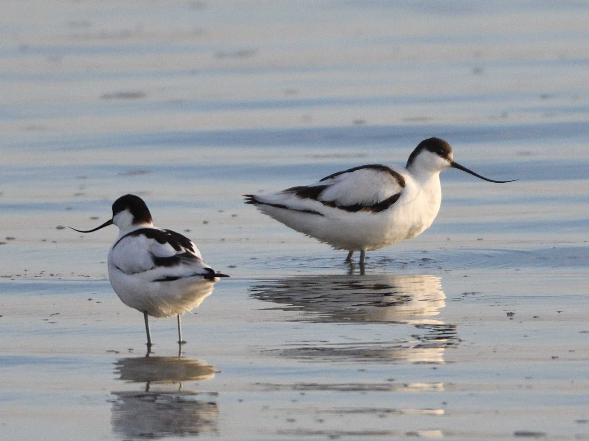 Photo of Pied Avocet at  by AI ZA