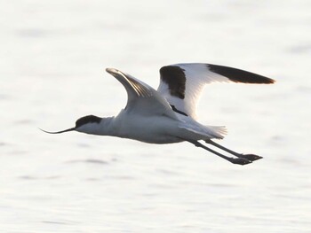 Pied Avocet Unknown Spots Sun, 1/9/2022