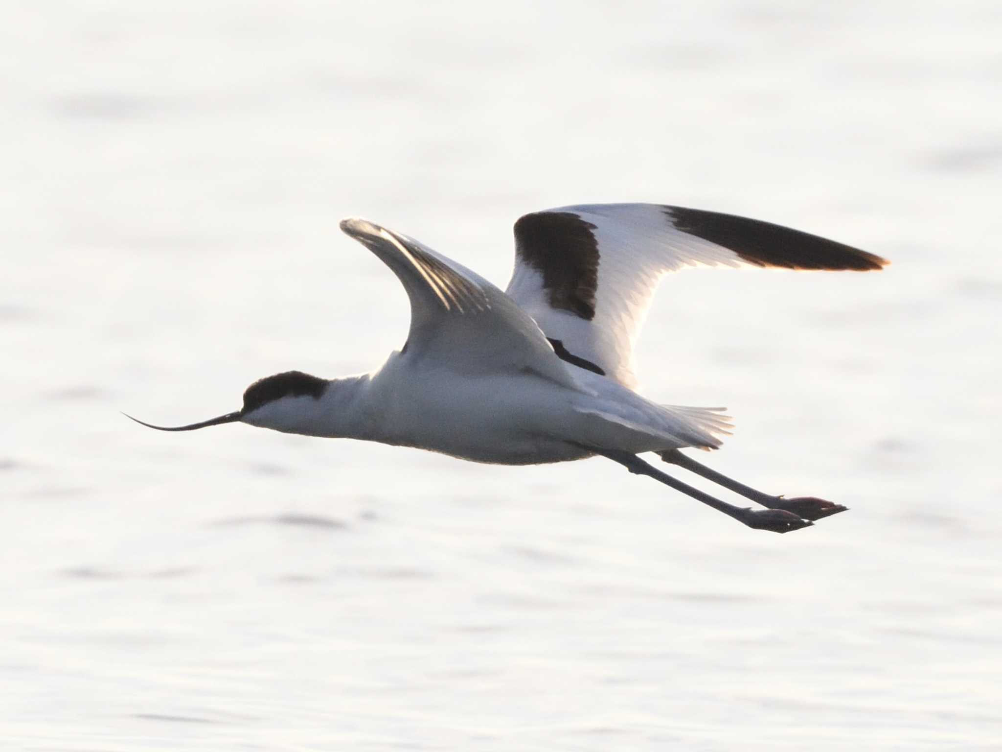 Photo of Pied Avocet at  by AI ZA