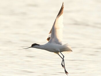 Pied Avocet Unknown Spots Sun, 1/9/2022