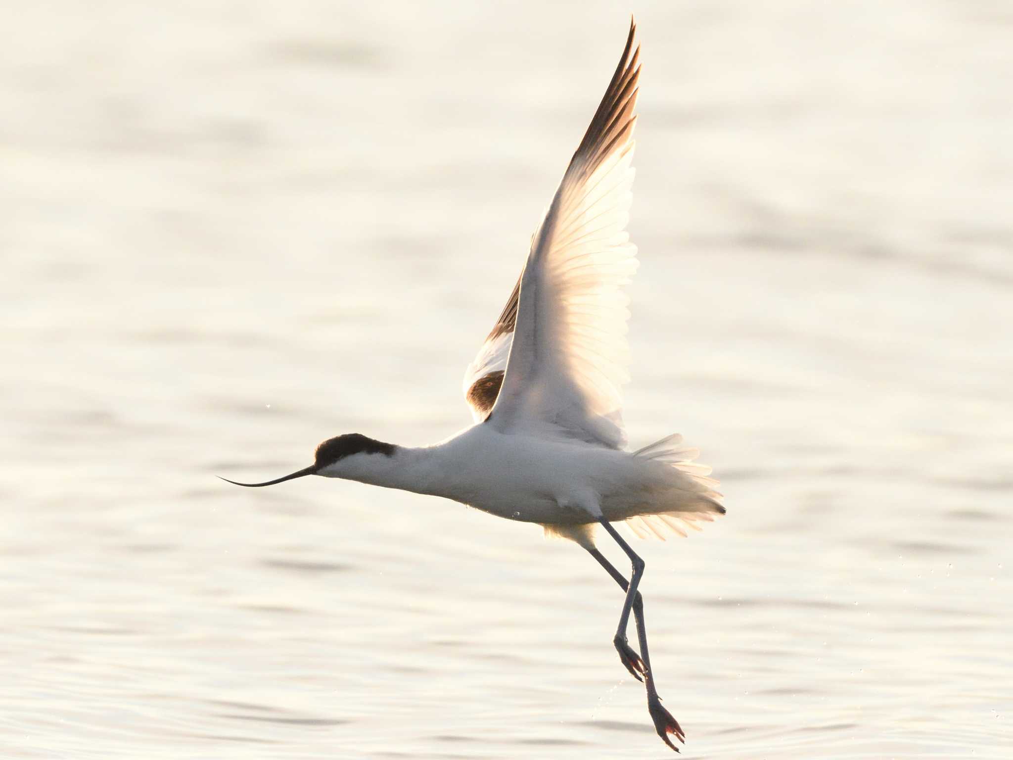 Photo of Pied Avocet at  by AI ZA