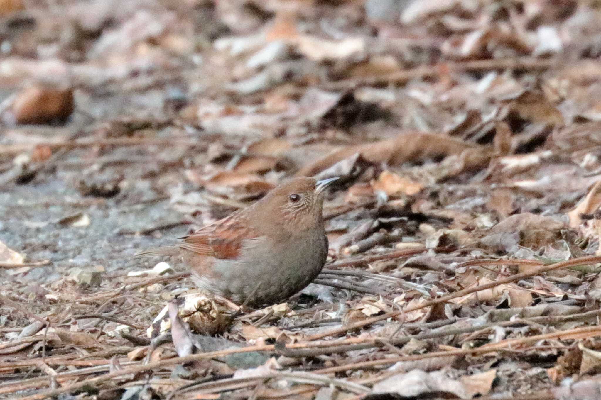 カヤクグリ