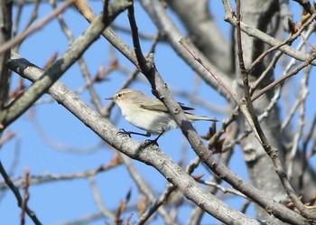 Common Chiffchaff Watarase Yusuichi (Wetland) Tue, 1/3/2017