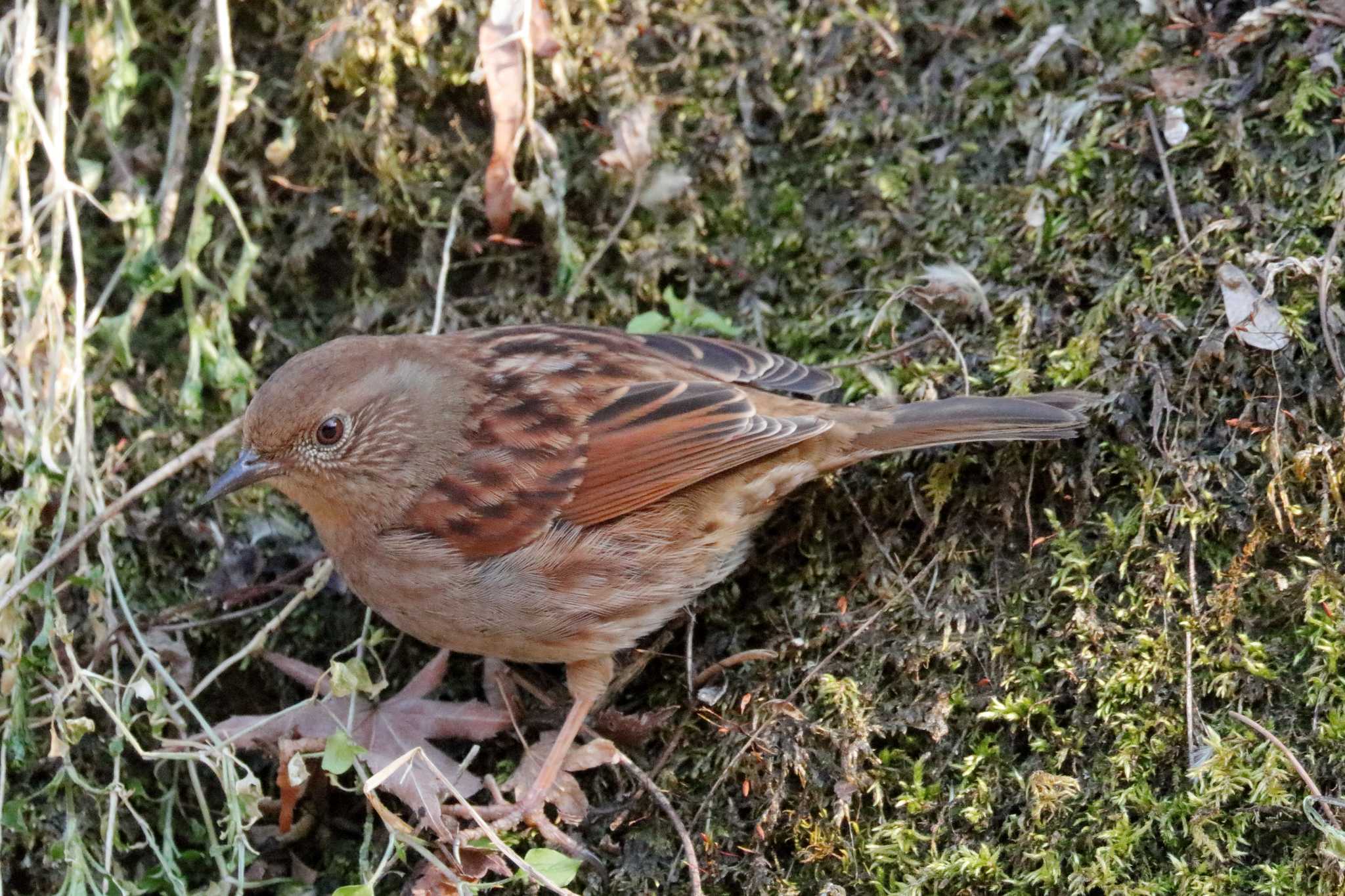 カヤクグリ